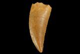 Serrated, Raptor Tooth - Real Dinosaur Tooth #127070-1